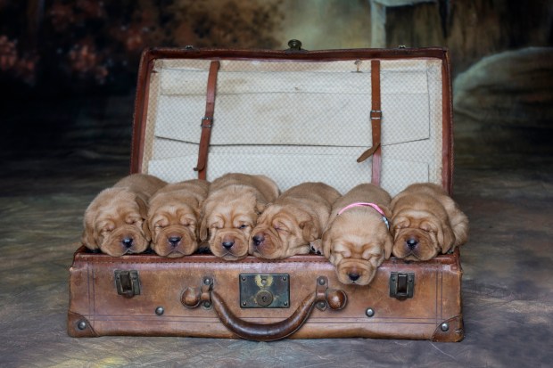 Fox Red Lab Puppies for Sale WI