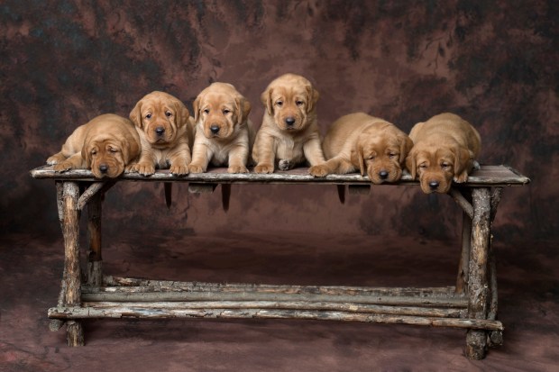 Fox Red Lab Puppies for Sale WI-2wk