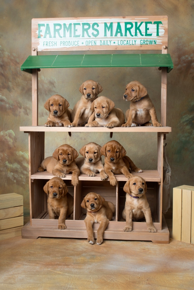 Fox Red Lab Puppies for Sale WI-5wk