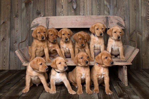 Fox Red Lab Puppies for Sale WI6wk