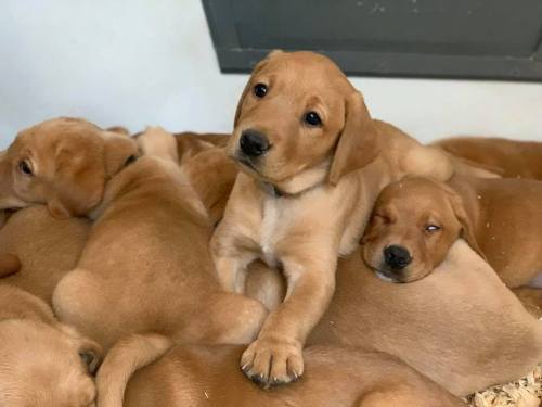 Puppies for Sale Wisconsin Balsam Branch Kennel1