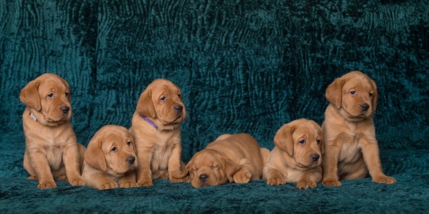 Fox Red Lab Puppies for Sale WI-3