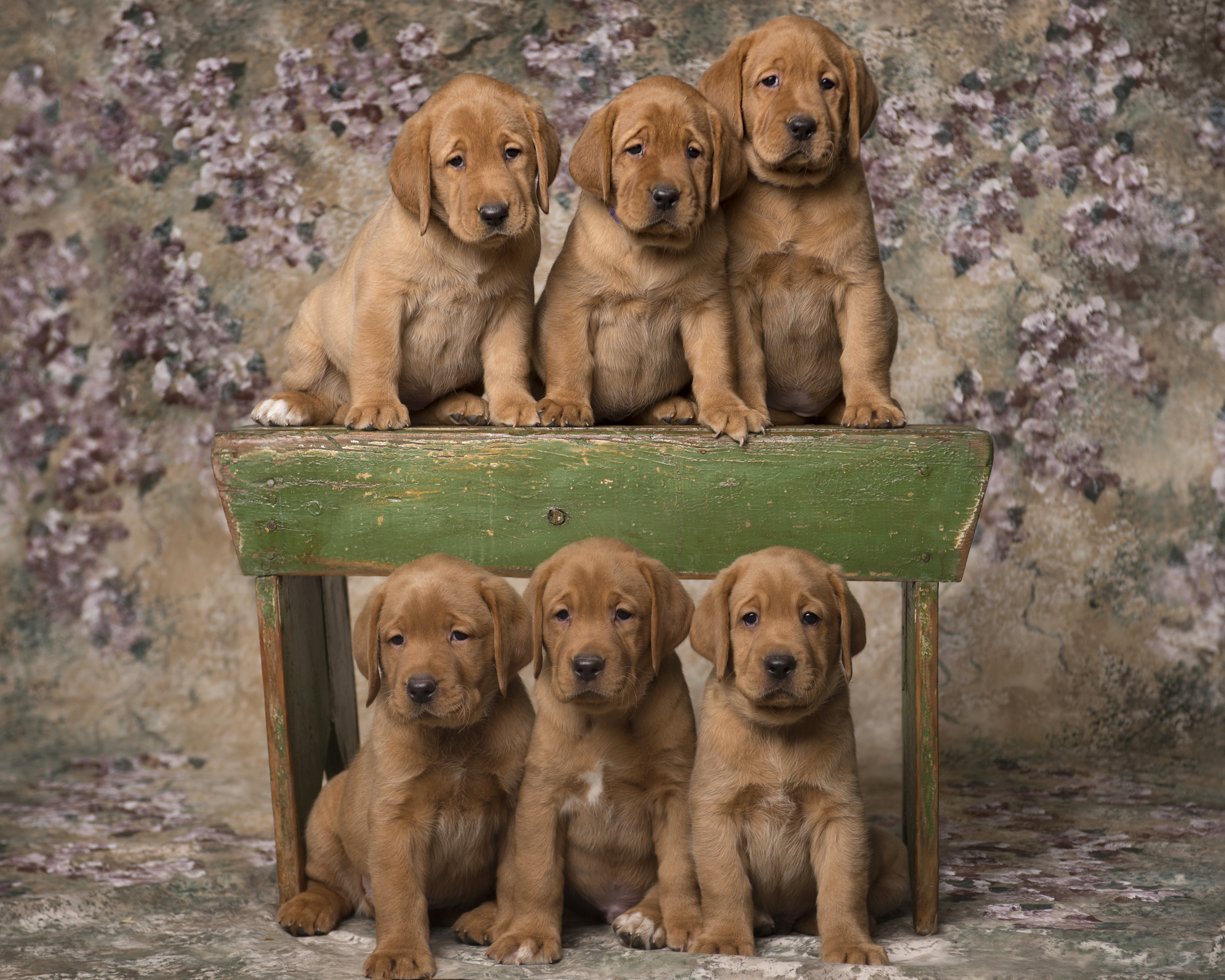 Fox Red Lab Puppies for Sale WI-6w