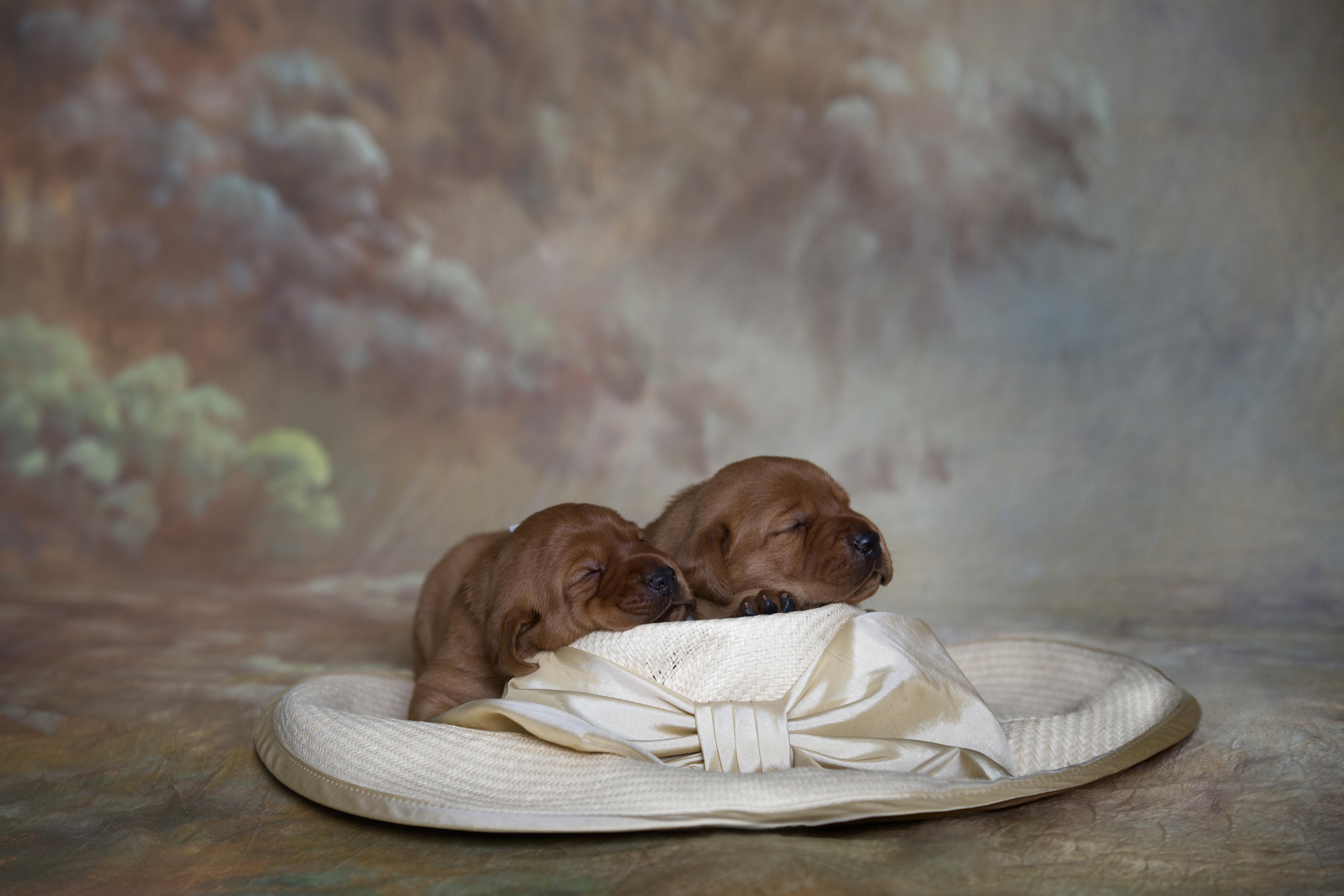 Fox Red Lab Puppies for Sale WI-2