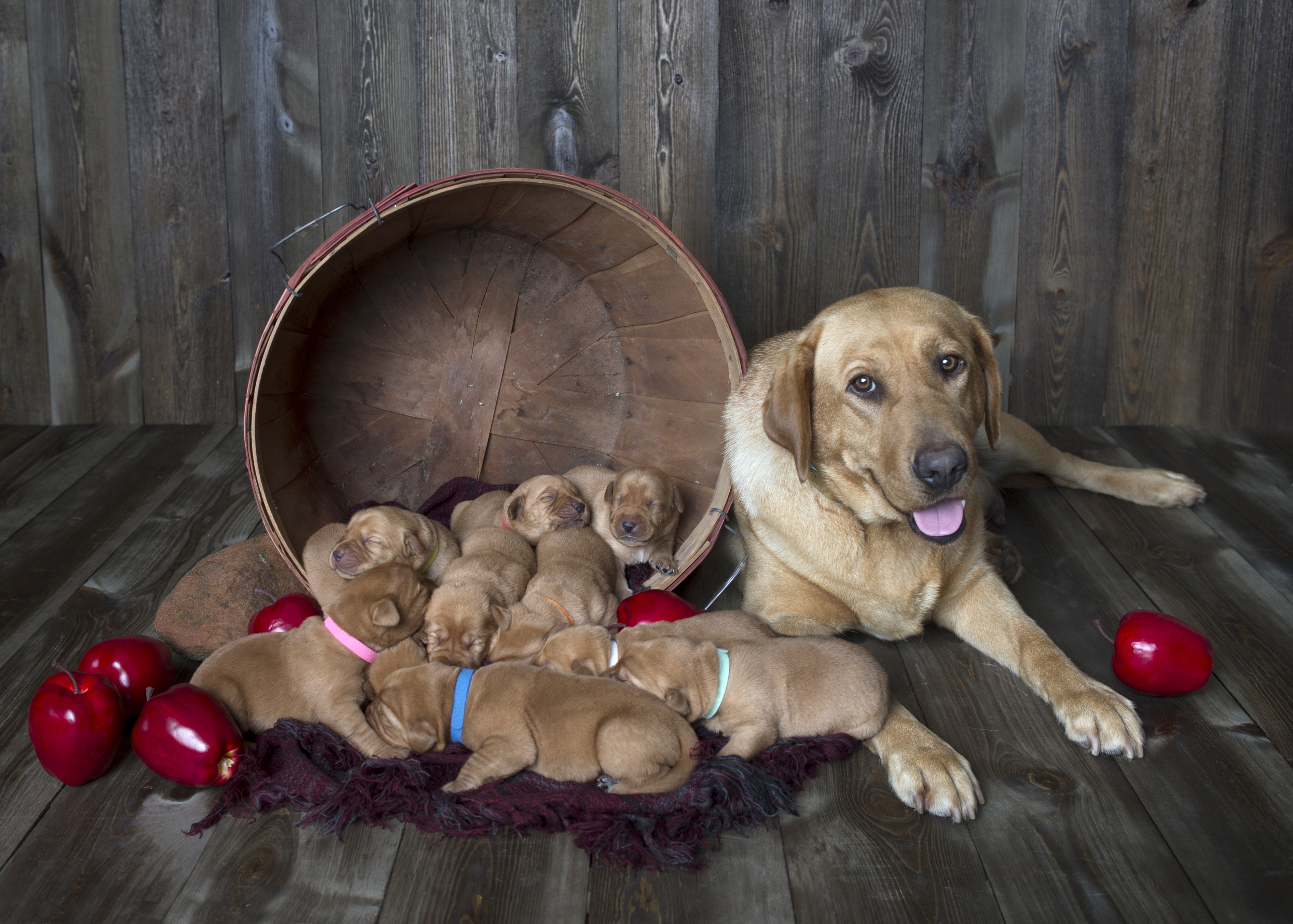 Fox Red Lab Puppies for Sale WI-1wk