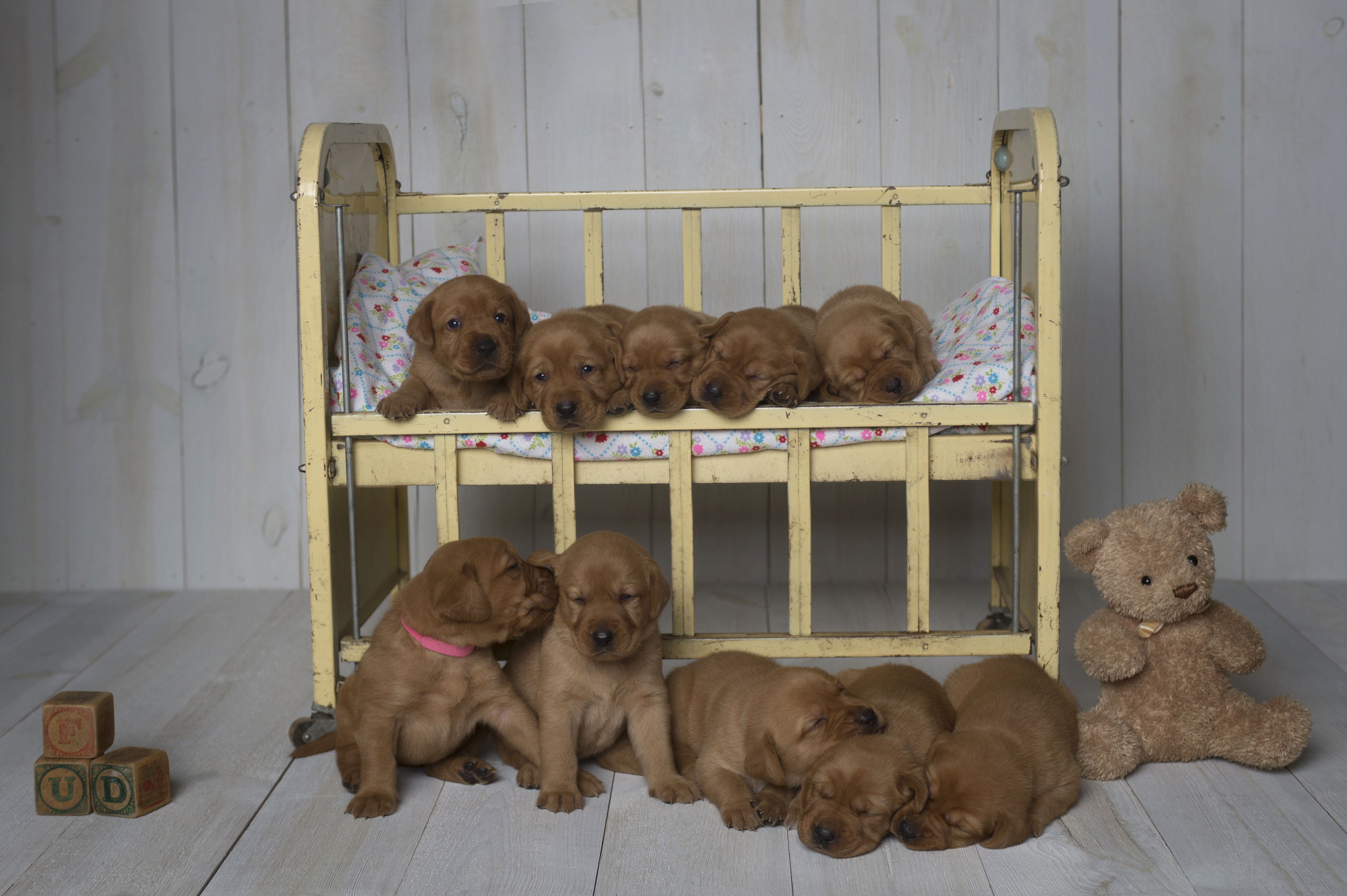 Fox Red Lab Puppies for Sale WI-3.5