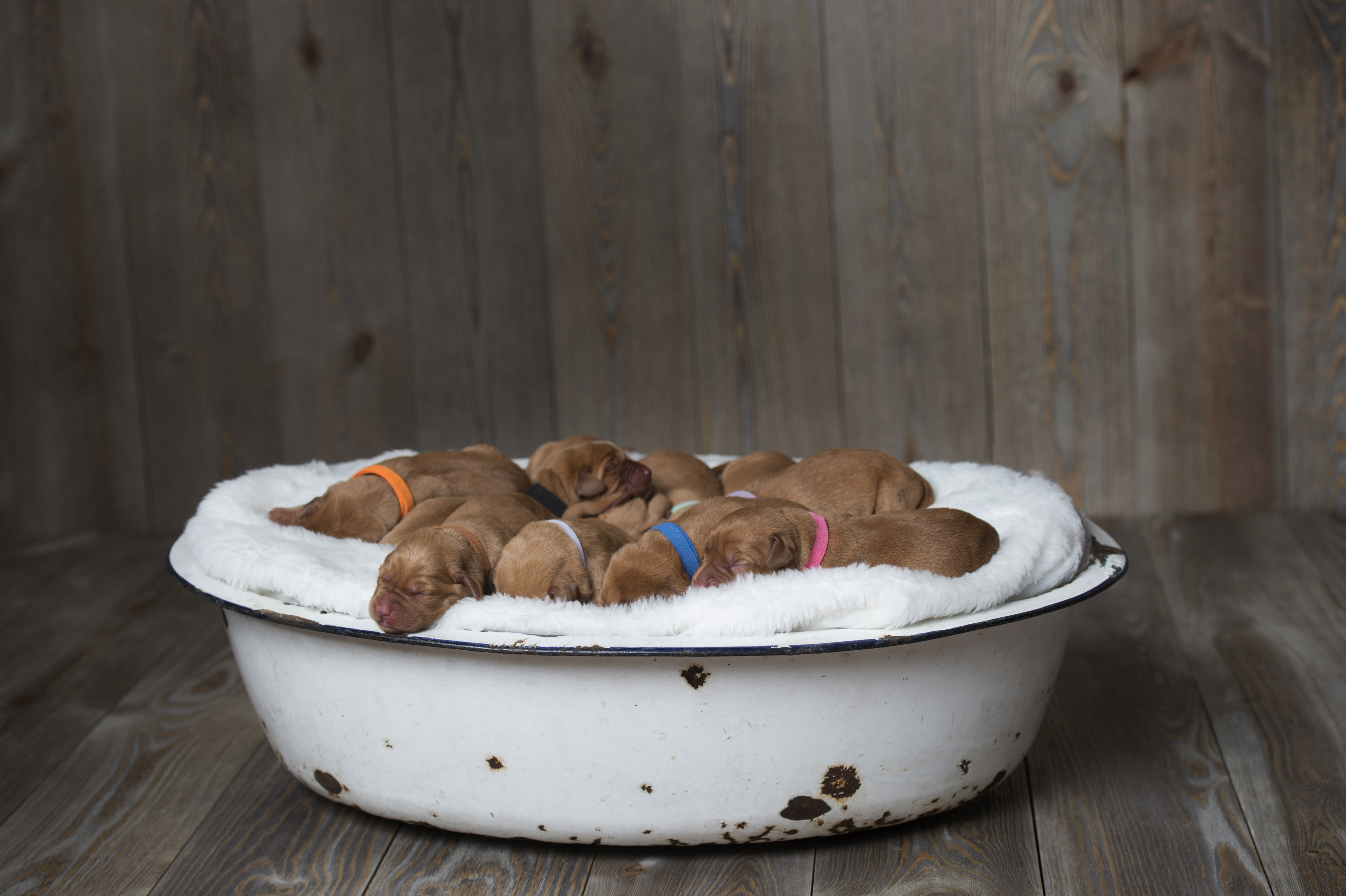 Fox Red Lab Puppies for Sale WI