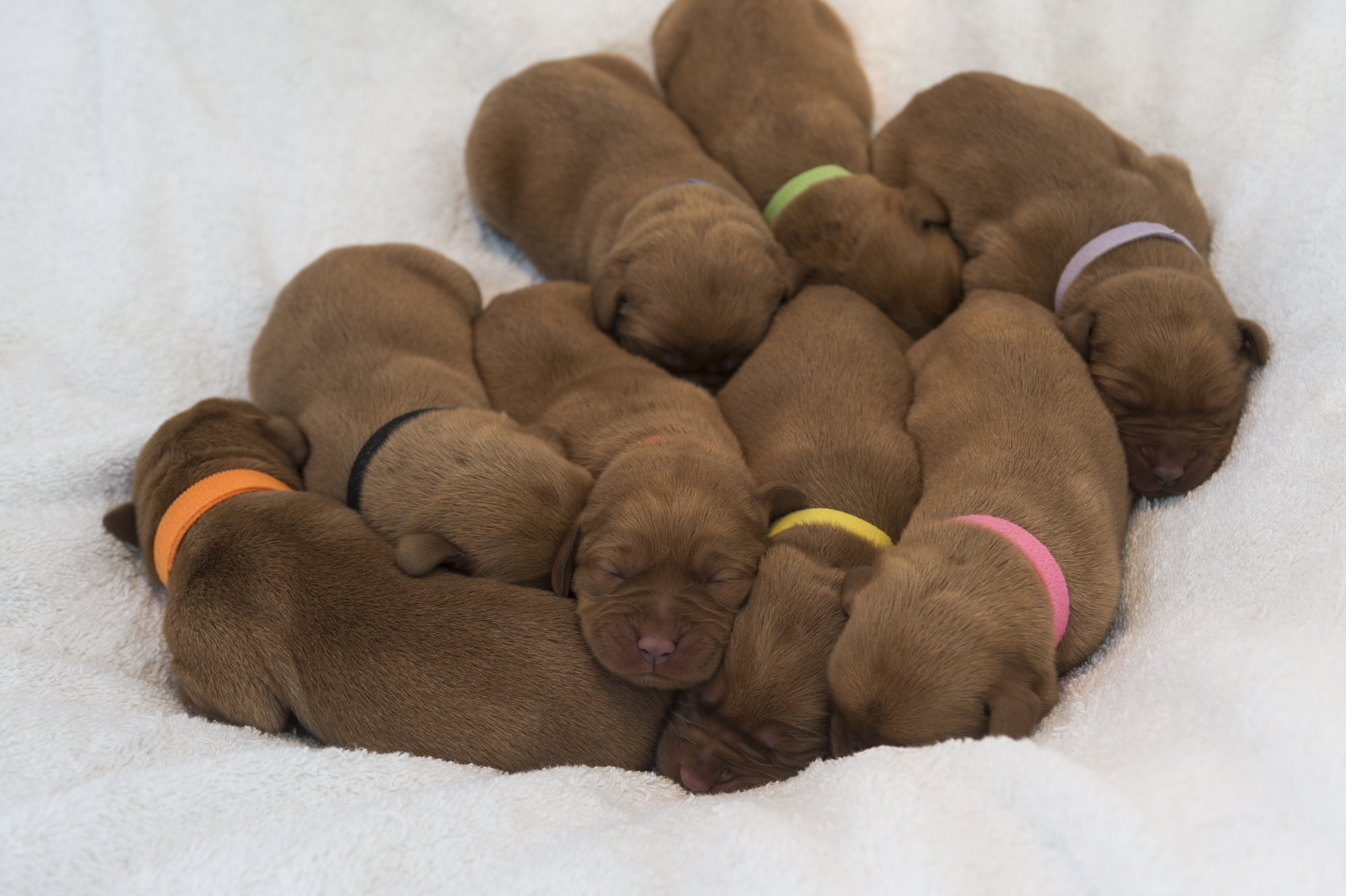 Fox Red Lab Puppies for Sale WI