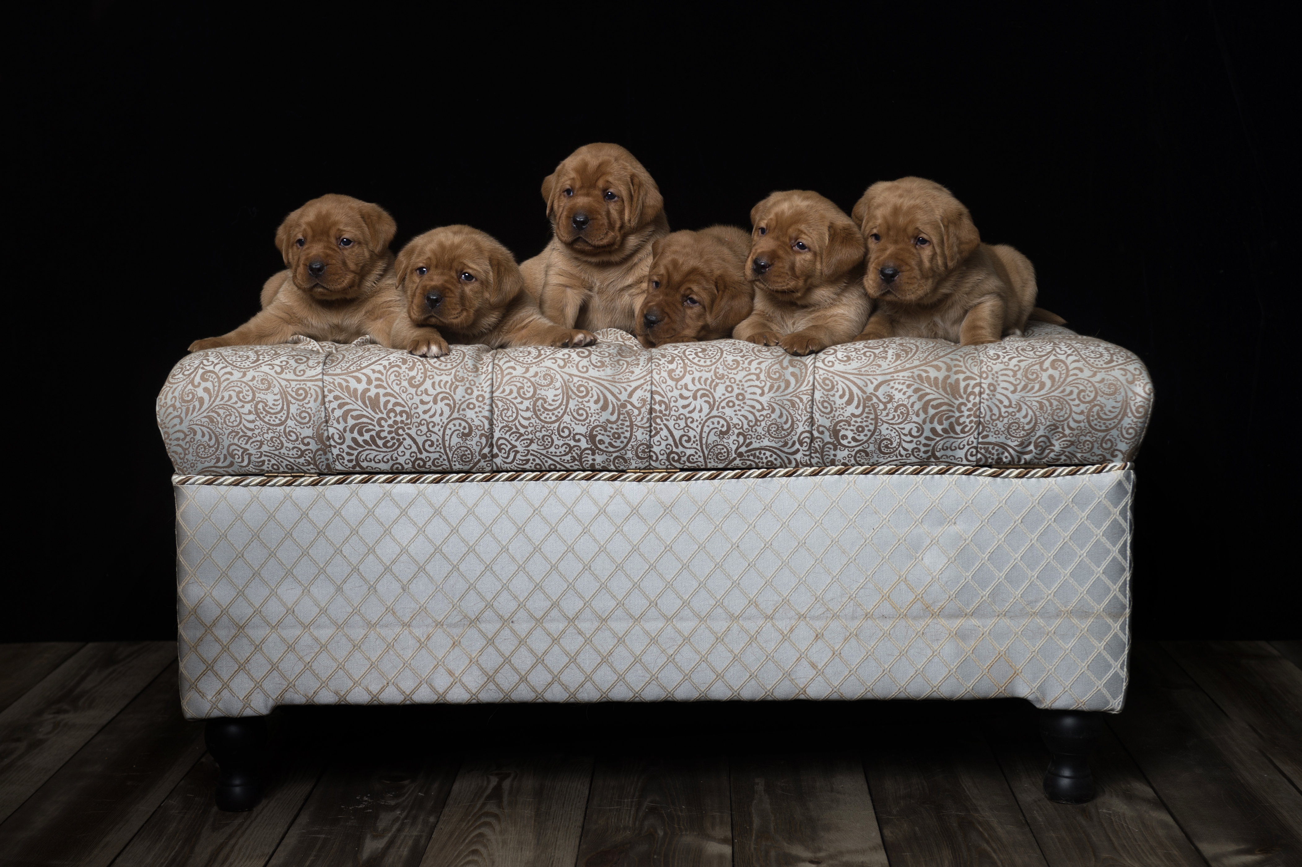 Fox Red Lab Puppies for Sale WI3