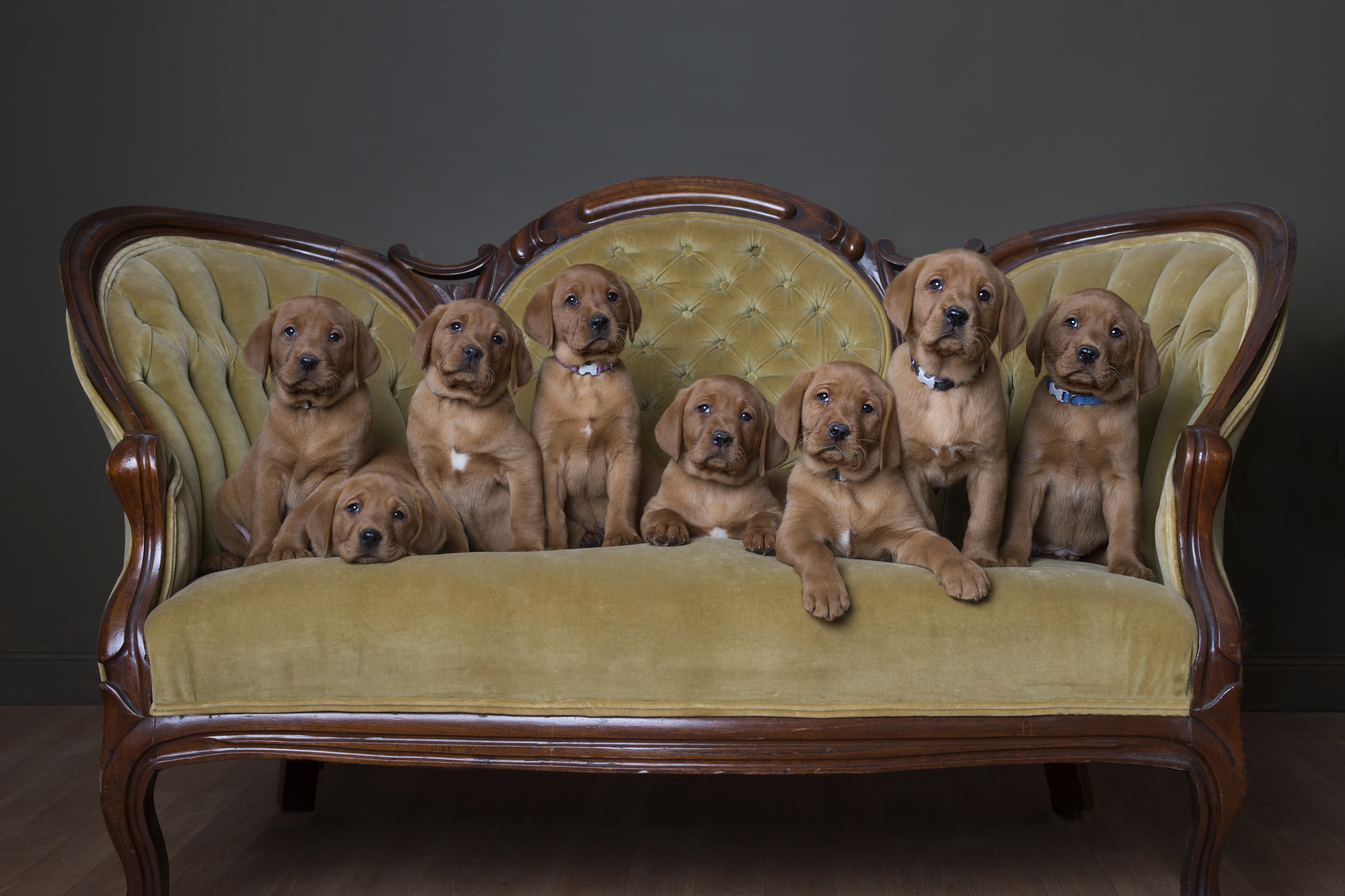 Fox Red Lab Puppies for Sale WI-7