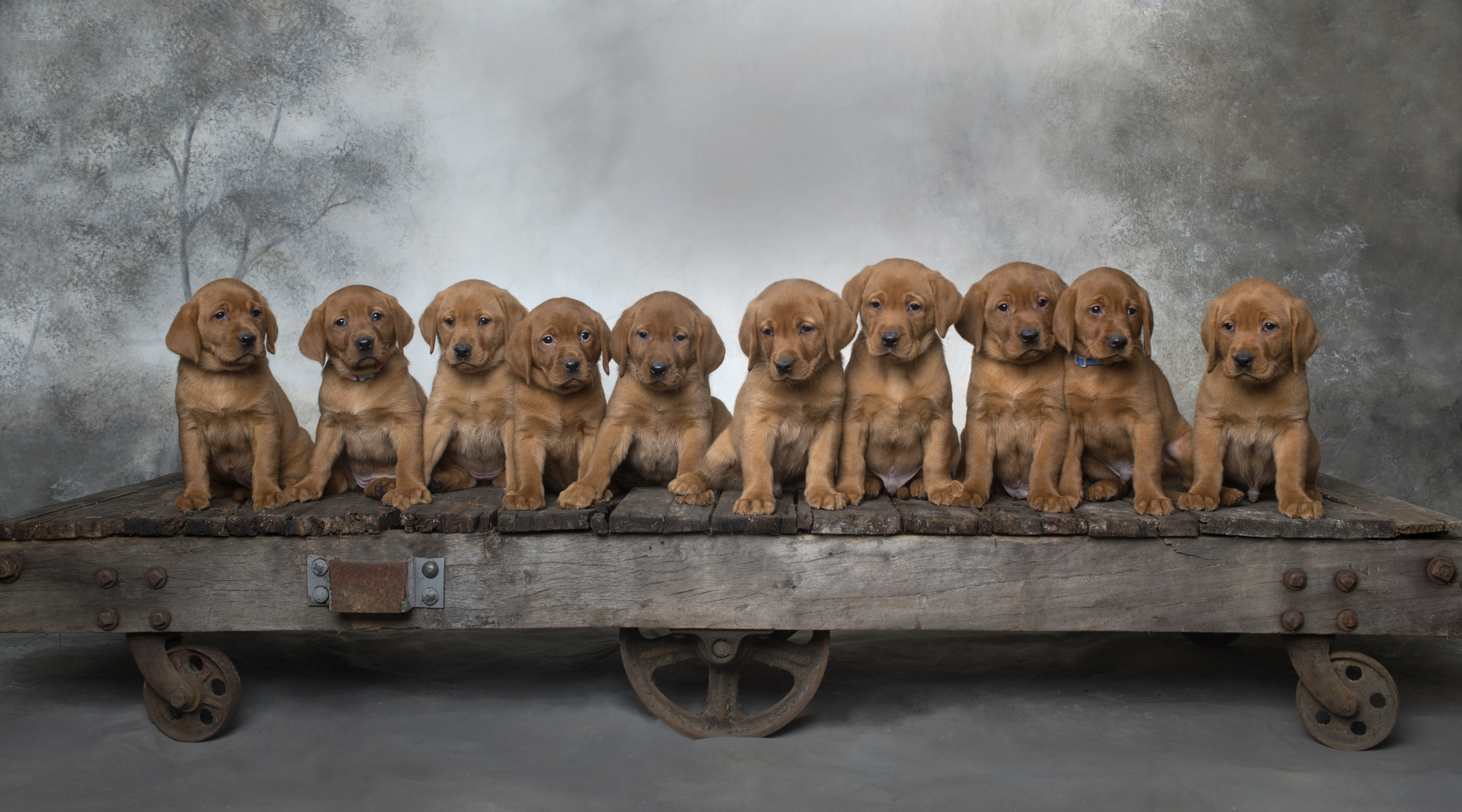 Fox Red Lab Puppies for Sale WI7
