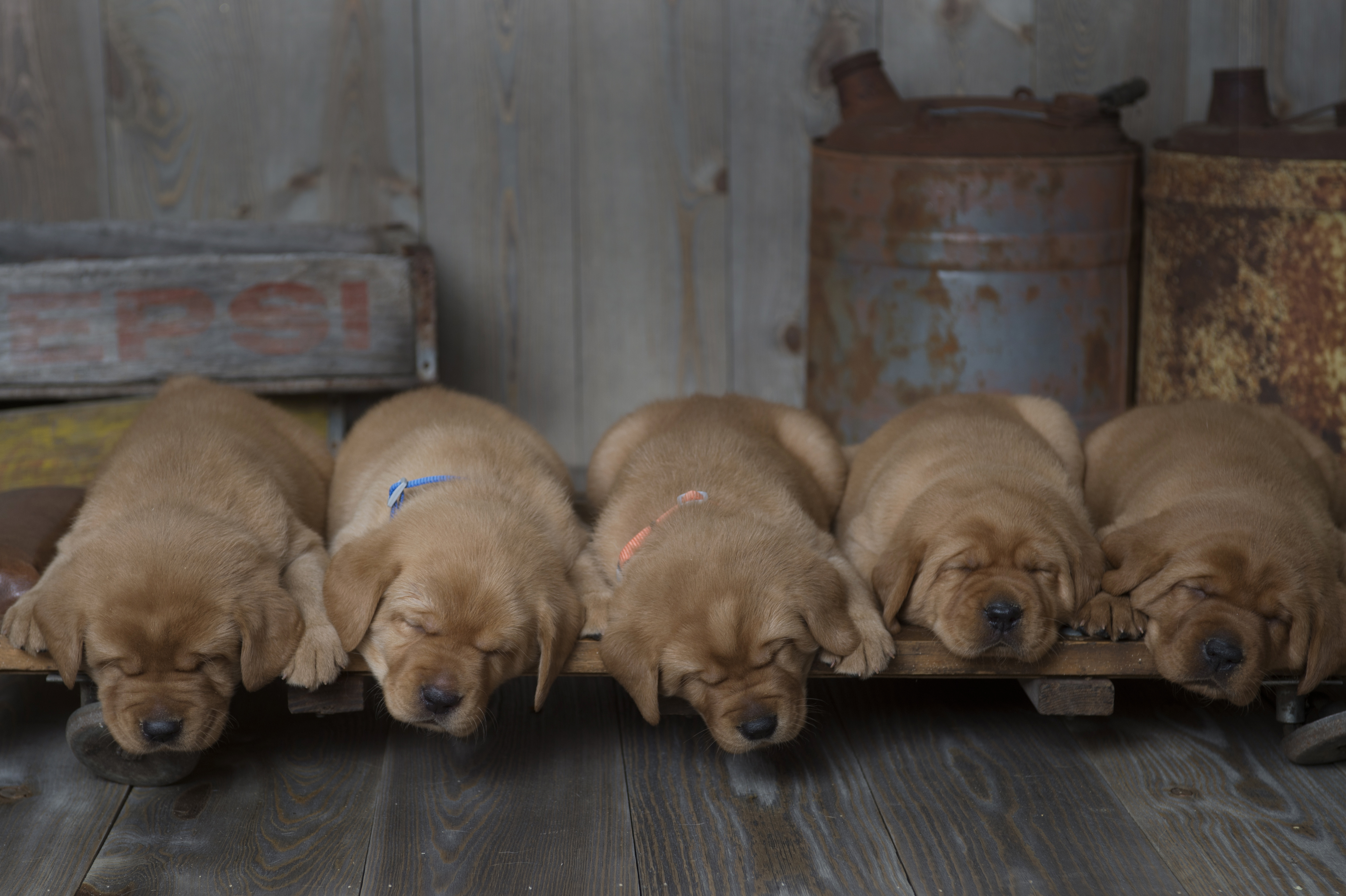 Fox Red Lab Puppies for Sale WI-5