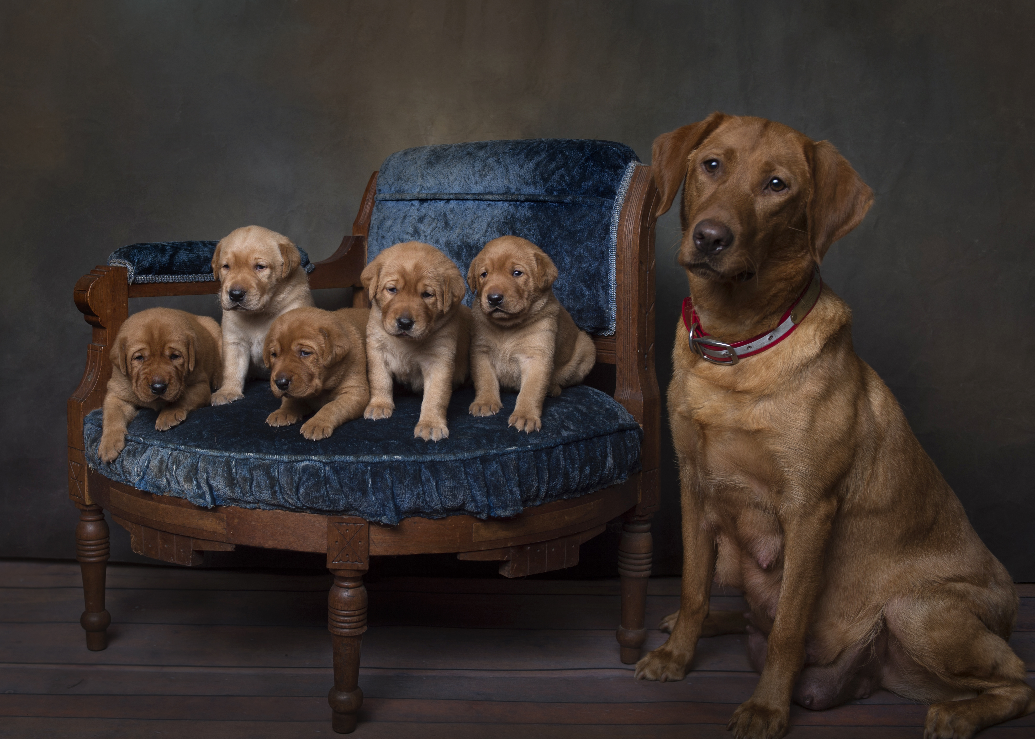 Fox Red Lab Puppies for Sale WI-3w