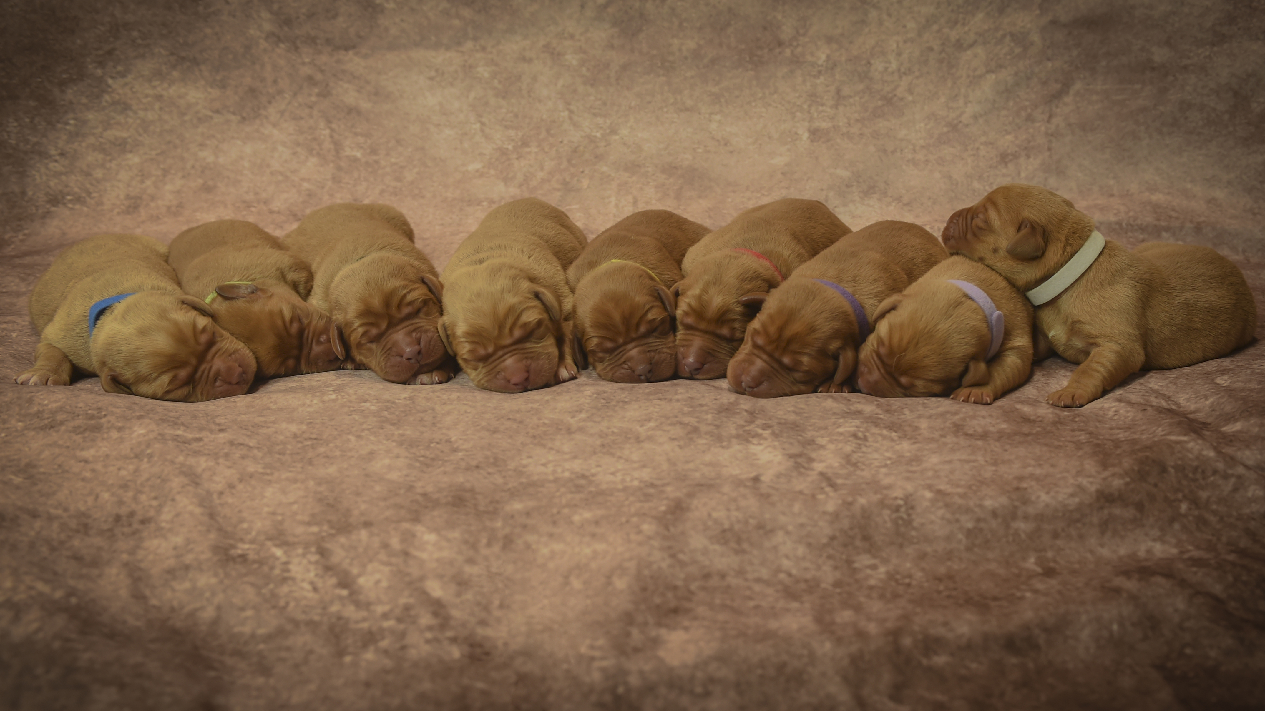 Fox Red Lab Puppies for Sale WI-3 day
