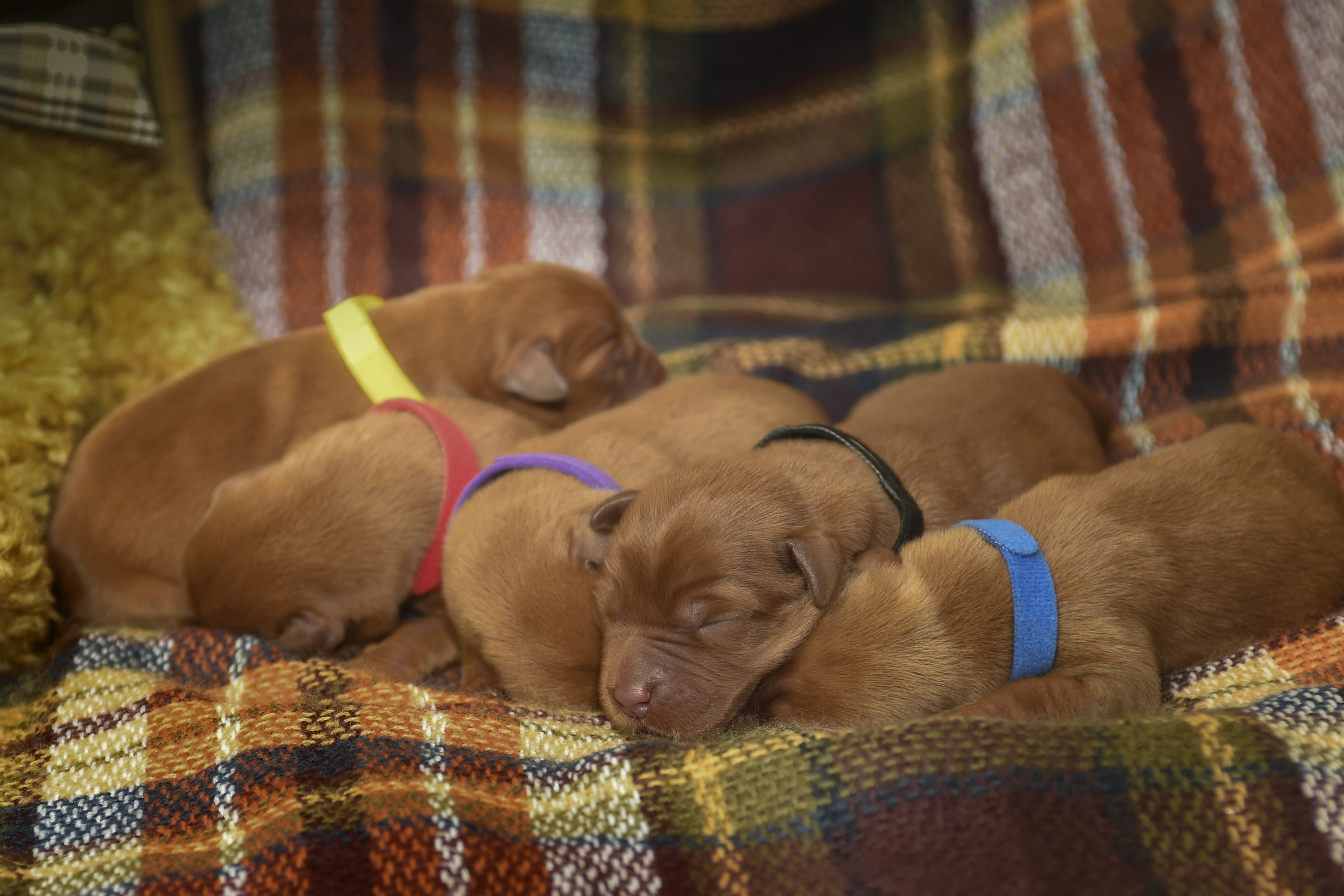 Fox Red Lab Puppies for Sale WI2days
