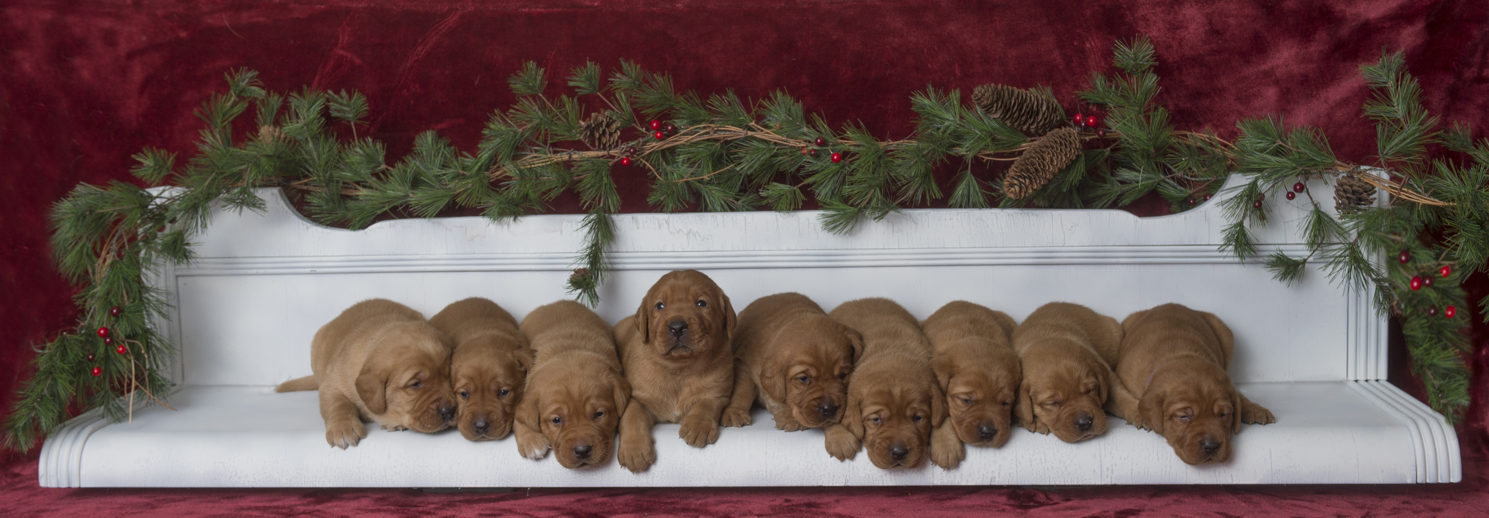 Fox Red Lab Puppies for Sale WI-3wk
