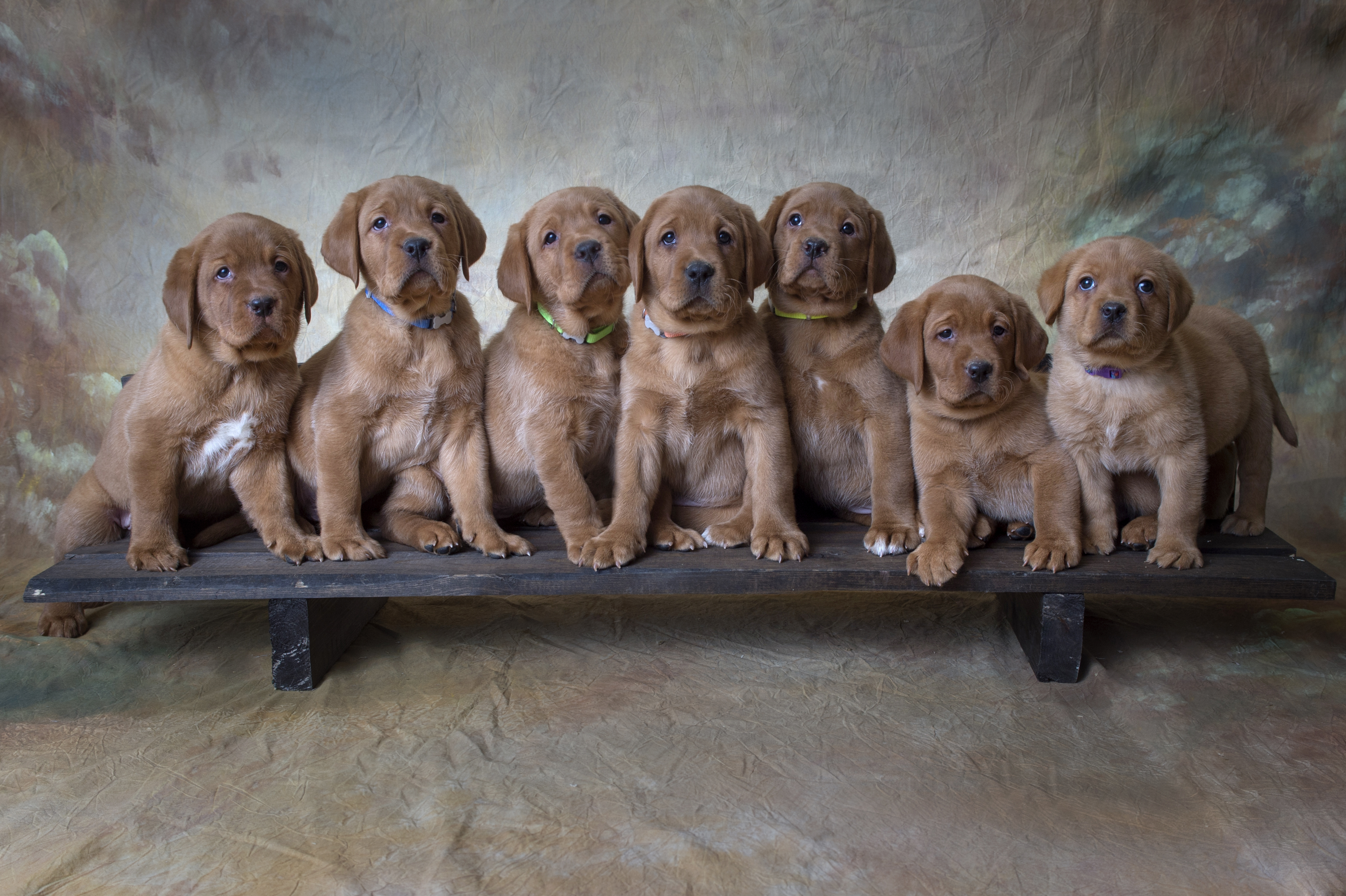 Fox Red Lab Puppies for Sale WI7