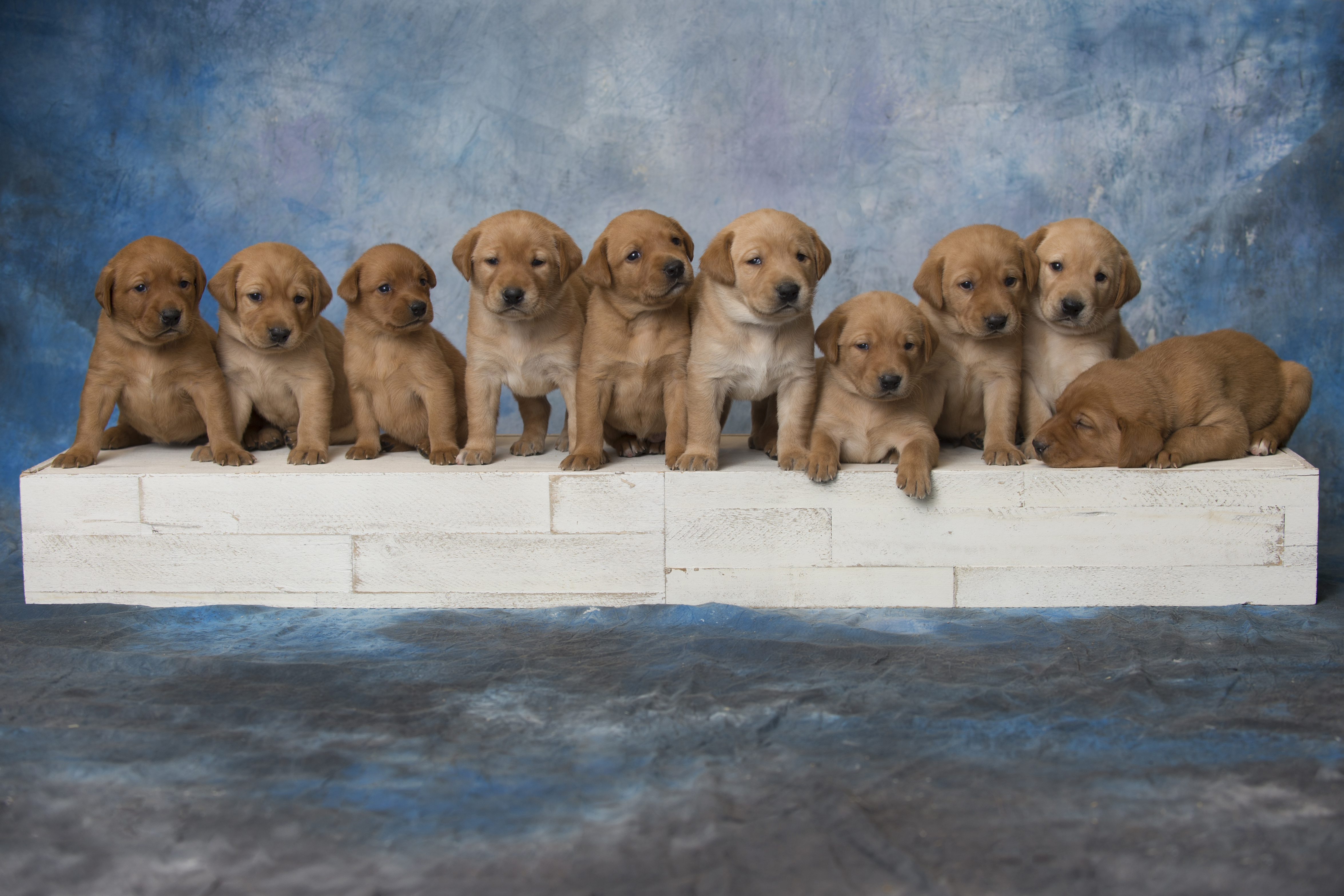 Fox Red Lab Puppies for Sale WI-3